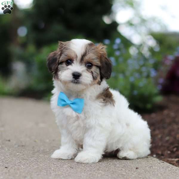 Teddy, Cavachon Puppy